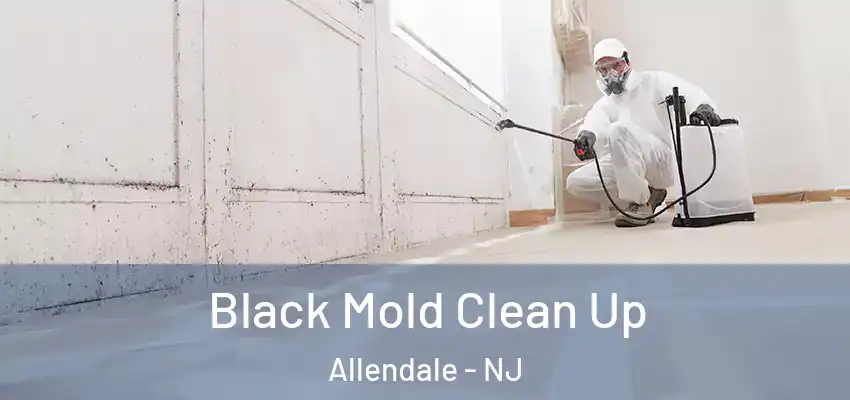 Black Mold Clean Up Allendale - NJ