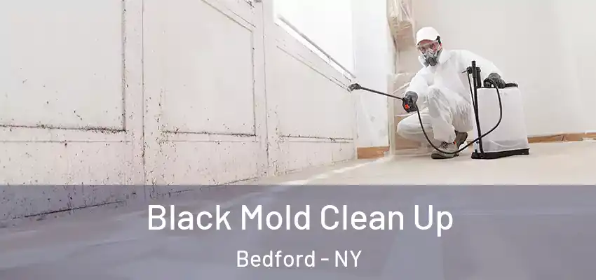 Black Mold Clean Up Bedford - NY