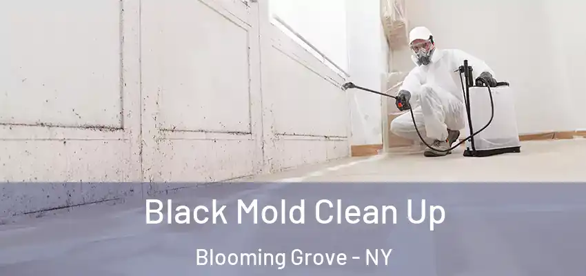 Black Mold Clean Up Blooming Grove - NY