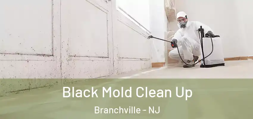  Black Mold Clean Up Branchville - NJ