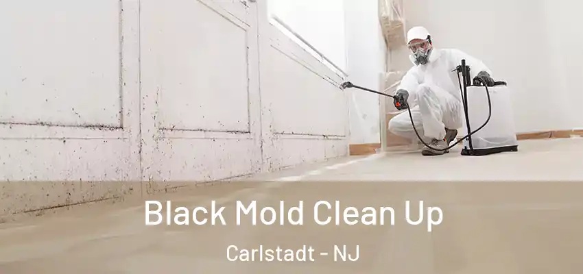  Black Mold Clean Up Carlstadt - NJ