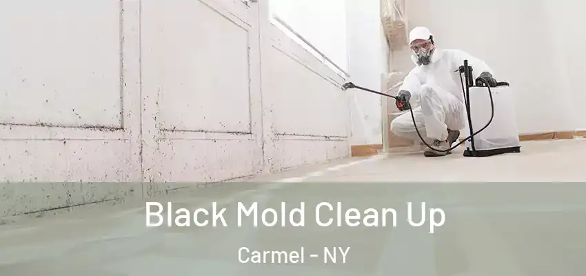 Black Mold Clean Up Carmel - NY