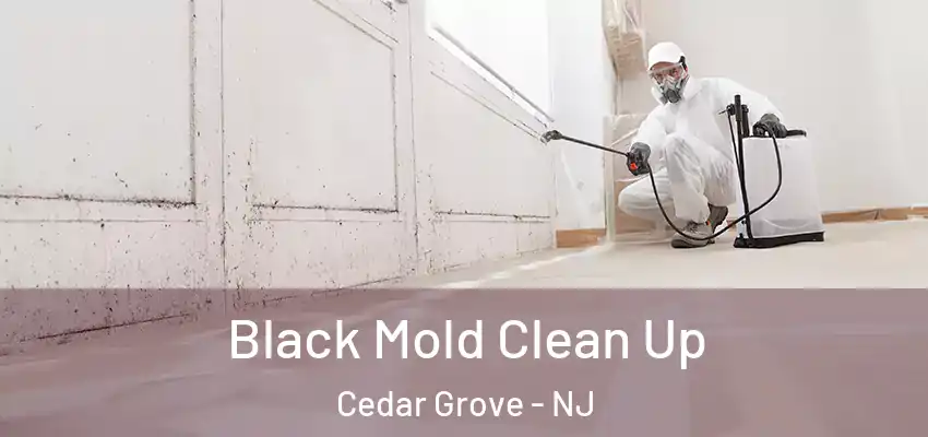 Black Mold Clean Up Cedar Grove - NJ