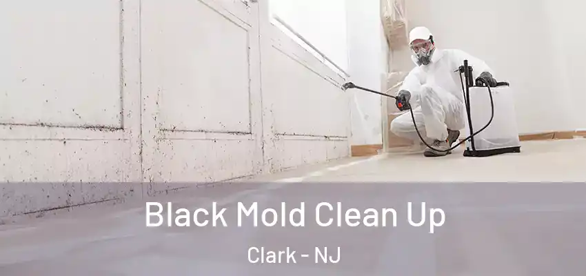 Black Mold Clean Up Clark - NJ