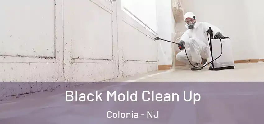  Black Mold Clean Up Colonia - NJ