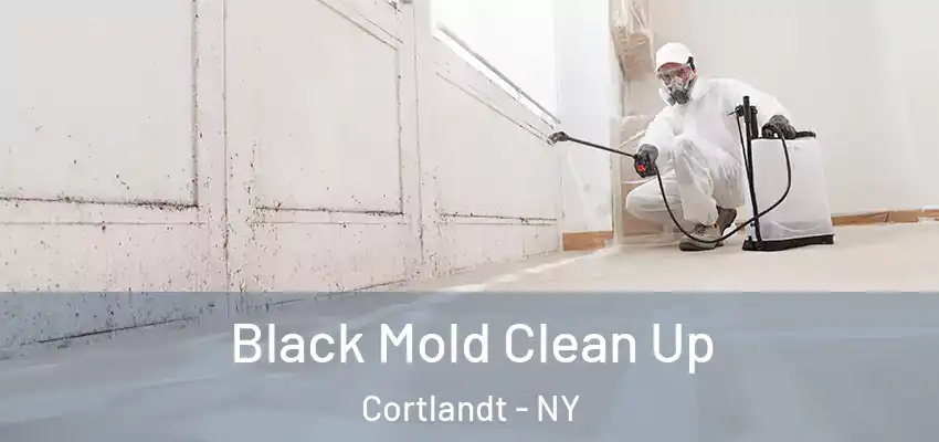 Black Mold Clean Up Cortlandt - NY