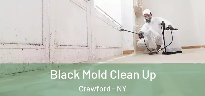  Black Mold Clean Up Crawford - NY