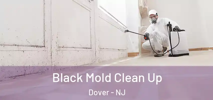  Black Mold Clean Up Dover - NJ