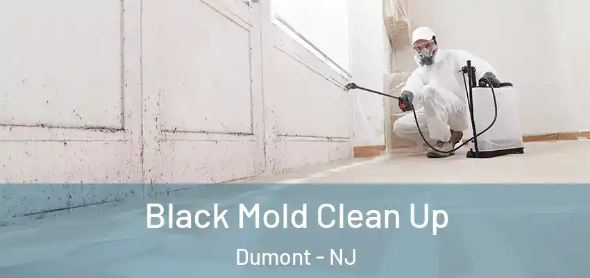 Black Mold Clean Up Dumont - NJ