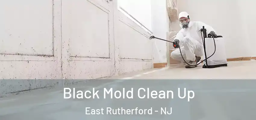  Black Mold Clean Up East Rutherford - NJ