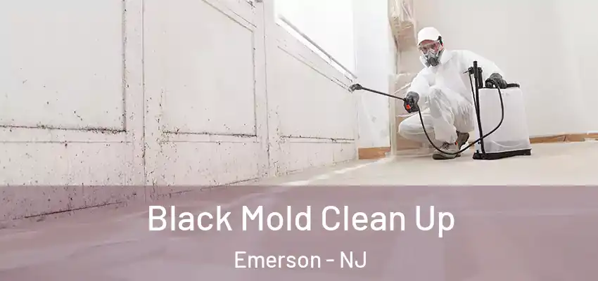  Black Mold Clean Up Emerson - NJ