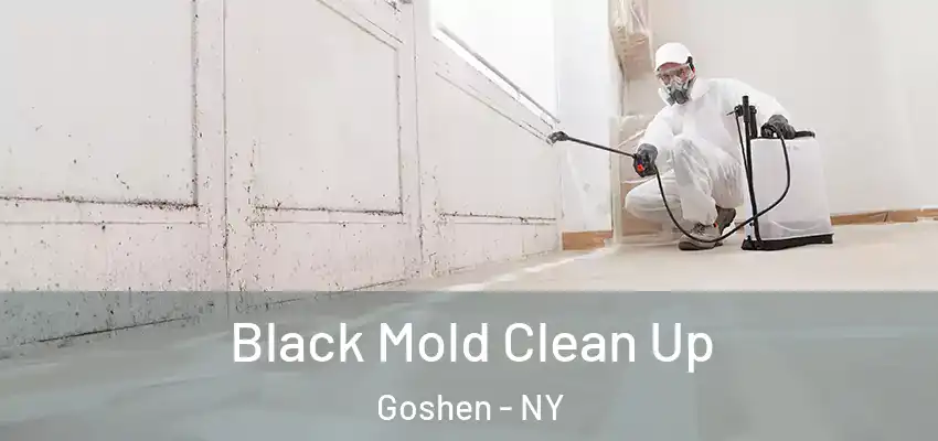 Black Mold Clean Up Goshen - NY