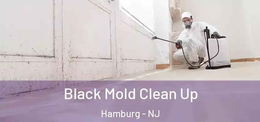  Black Mold Clean Up Hamburg - NJ