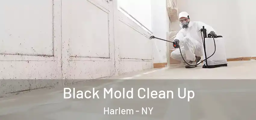 Black Mold Clean Up Harlem - NY