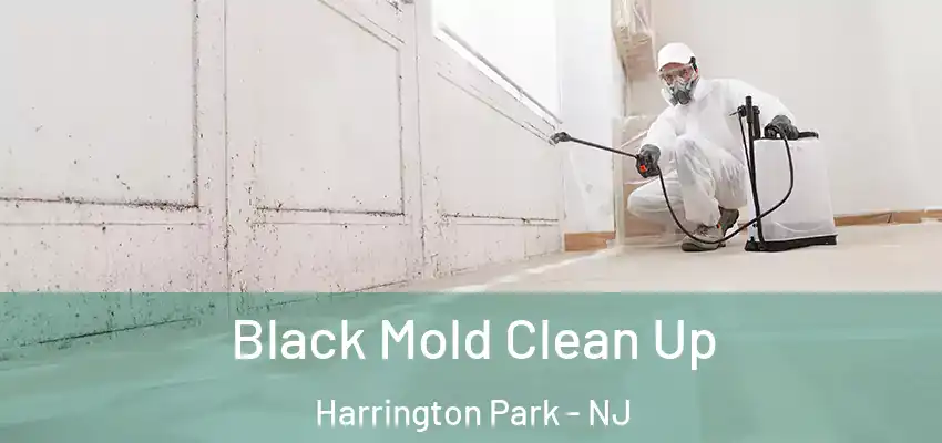 Black Mold Clean Up Harrington Park - NJ