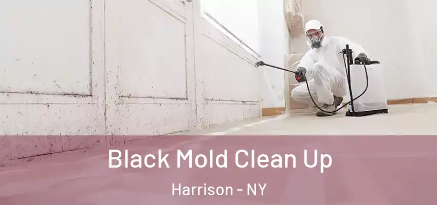  Black Mold Clean Up Harrison - NY