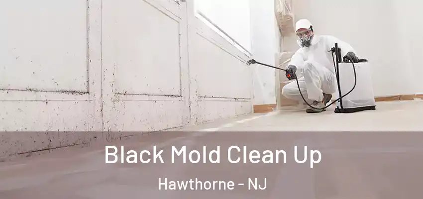  Black Mold Clean Up Hawthorne - NJ