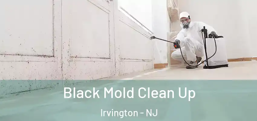  Black Mold Clean Up Irvington - NJ