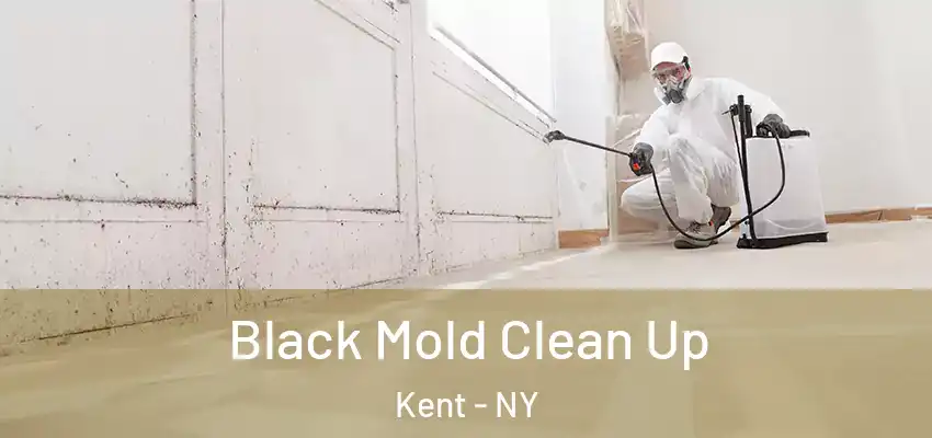  Black Mold Clean Up Kent - NY