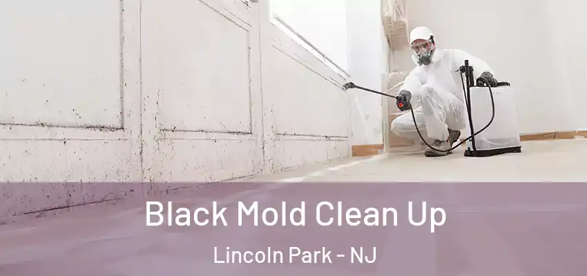  Black Mold Clean Up Lincoln Park - NJ