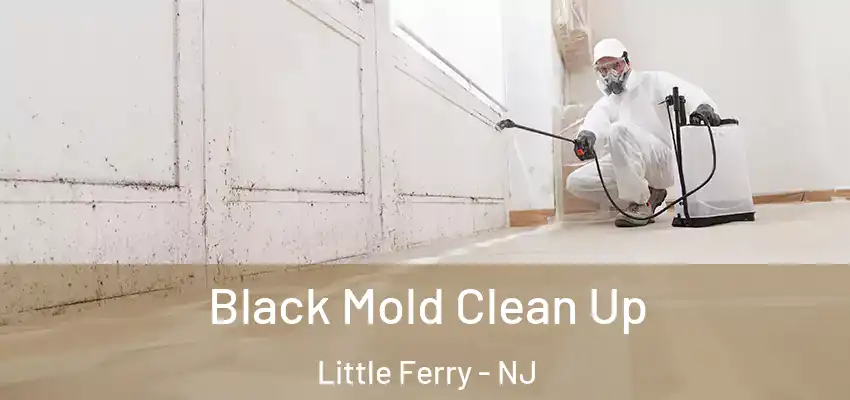  Black Mold Clean Up Little Ferry - NJ
