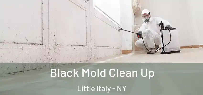 Black Mold Clean Up Little Italy - NY