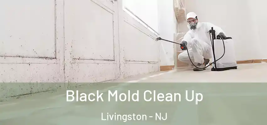 Black Mold Clean Up Livingston - NJ