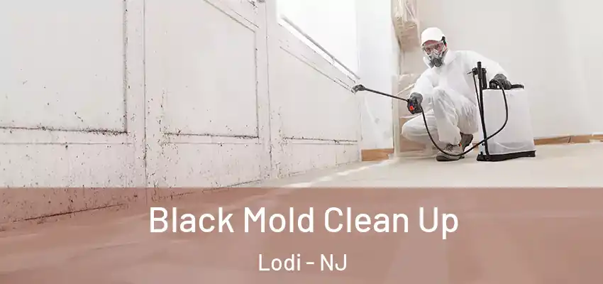 Black Mold Clean Up Lodi - NJ