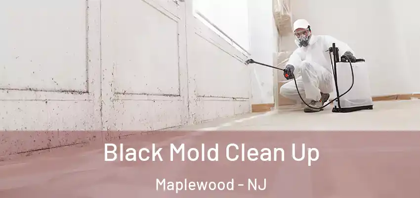 Black Mold Clean Up Maplewood - NJ