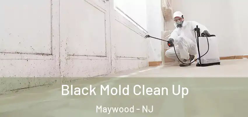 Black Mold Clean Up Maywood - NJ