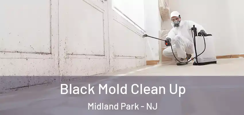  Black Mold Clean Up Midland Park - NJ