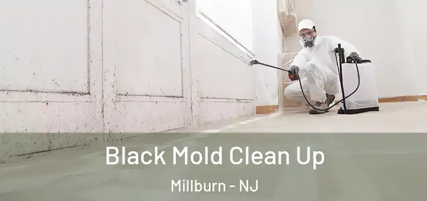  Black Mold Clean Up Millburn - NJ