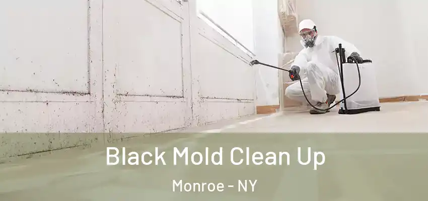 Black Mold Clean Up Monroe - NY
