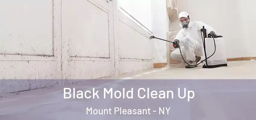  Black Mold Clean Up Mount Pleasant - NY