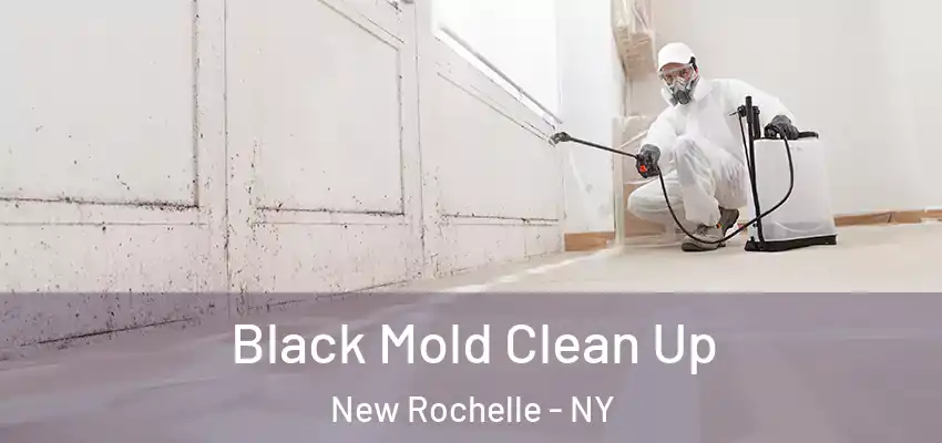 Black Mold Clean Up New Rochelle - NY