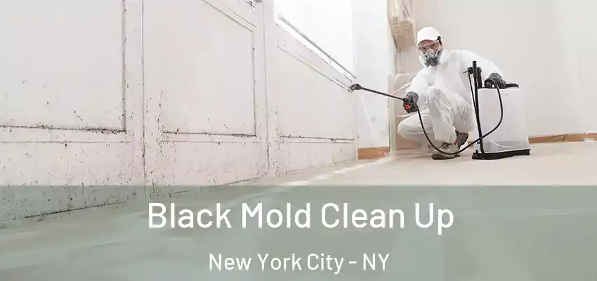 Black Mold Clean Up New York City - NY
