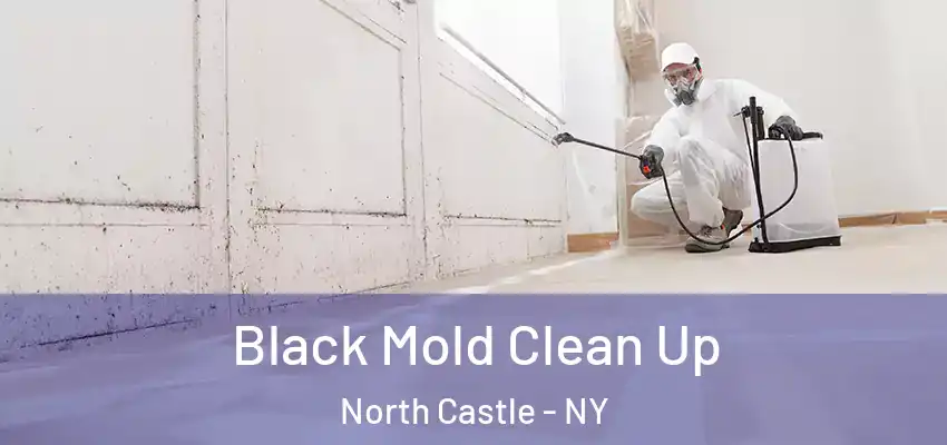  Black Mold Clean Up North Castle - NY