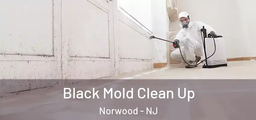 Black Mold Clean Up Norwood - NJ