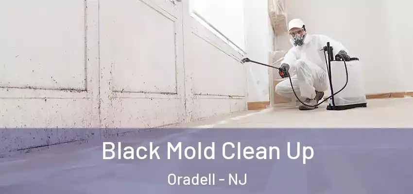 Black Mold Clean Up Oradell - NJ