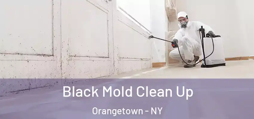 Black Mold Clean Up Orangetown - NY