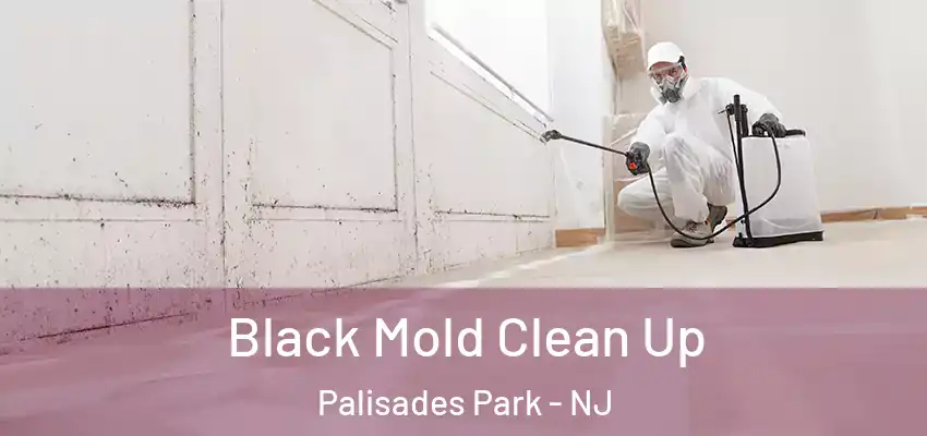 Black Mold Clean Up Palisades Park - NJ