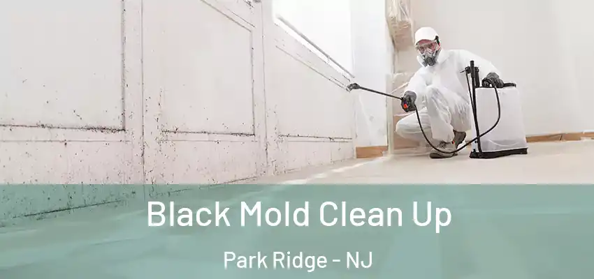 Black Mold Clean Up Park Ridge - NJ