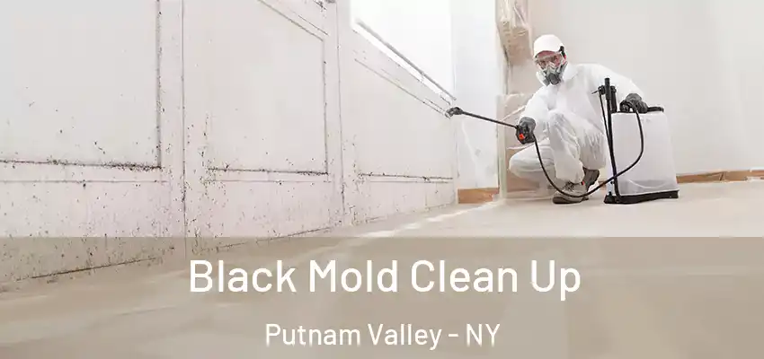  Black Mold Clean Up Putnam Valley - NY
