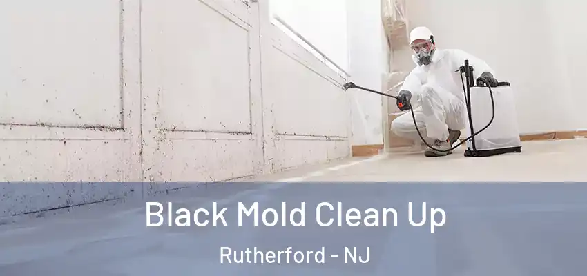  Black Mold Clean Up Rutherford - NJ