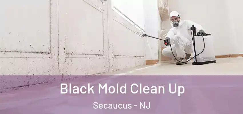  Black Mold Clean Up Secaucus - NJ