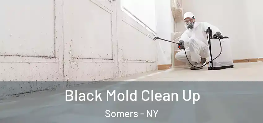 Black Mold Clean Up Somers - NY