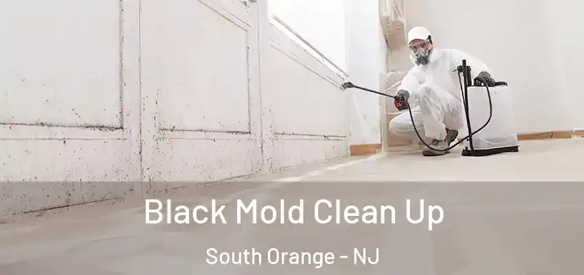 Black Mold Clean Up South Orange - NJ