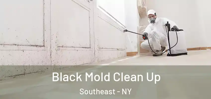  Black Mold Clean Up Southeast - NY