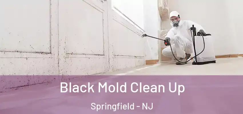  Black Mold Clean Up Springfield - NJ