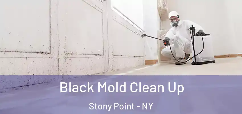 Black Mold Clean Up Stony Point - NY